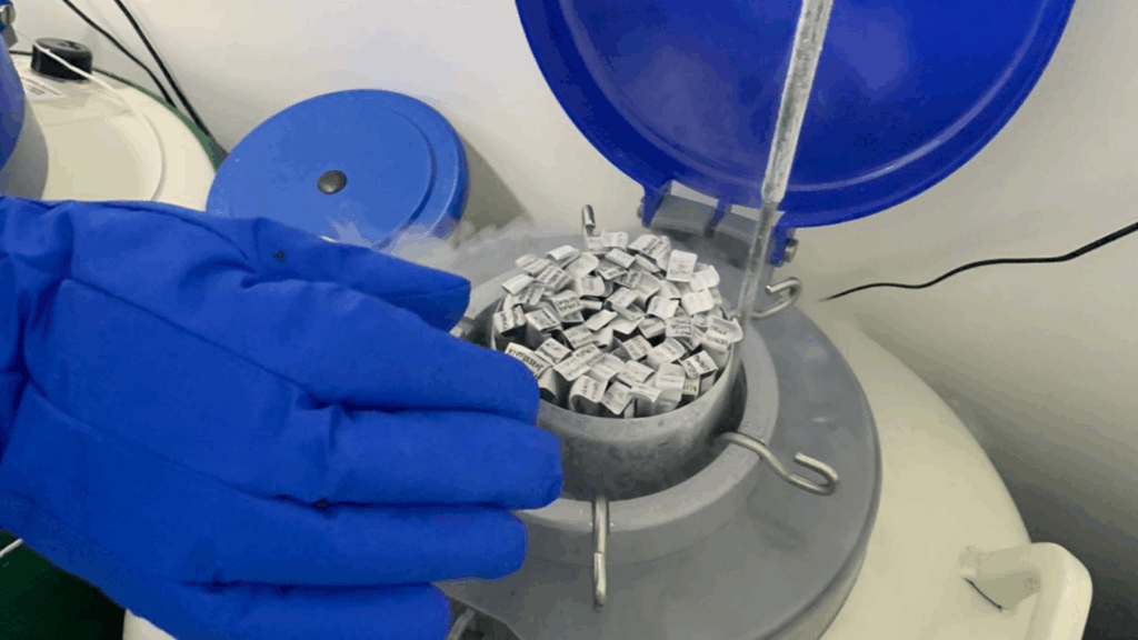 Como funciona o congelamento de óvulos e quais são as chances reais de sucesso